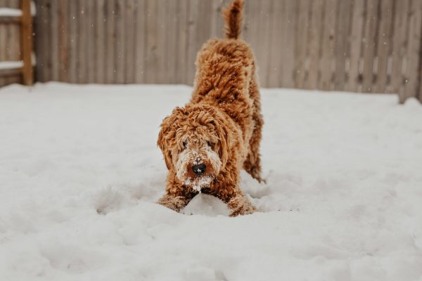 Dog Plays In Snow Park City Utah, Best Dog Parks